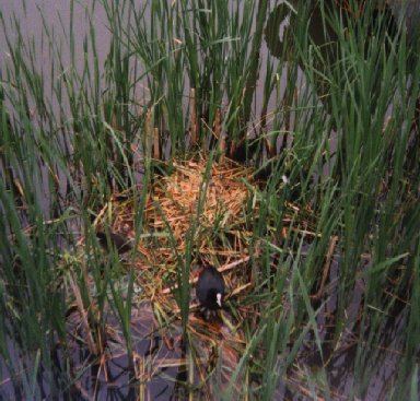 nest